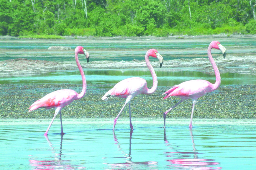 flamingoes photographed in Everglades National Park