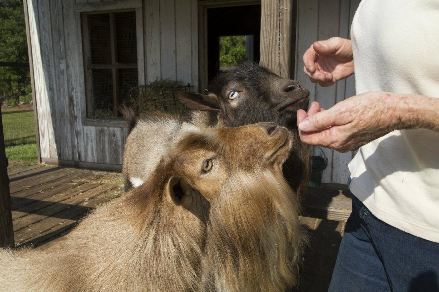 Male Nigerian dwarf goats with beards
