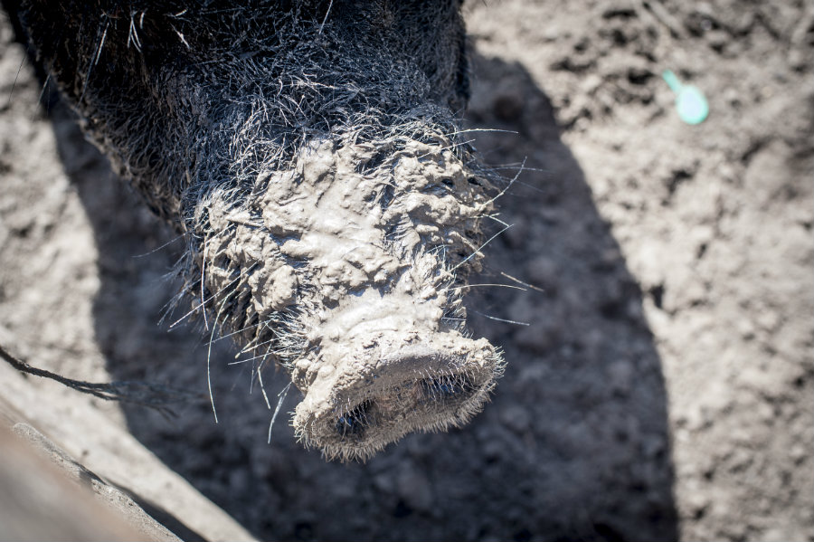 muddy pig snout