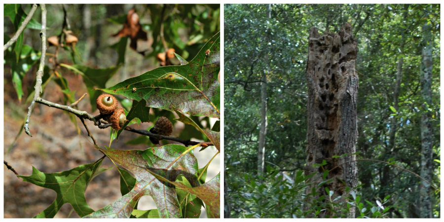 woodpecker hollowed tree full of bugs
