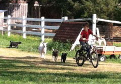 Riding with the goats at Bannerfield Farm