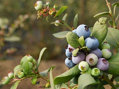blueberries are a superfood you can grow yourself