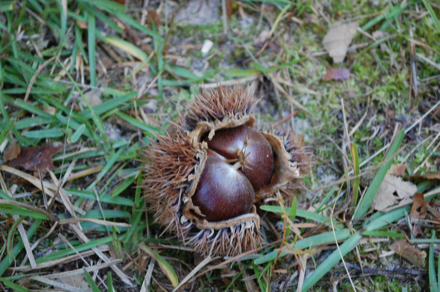 chestnuts in nature