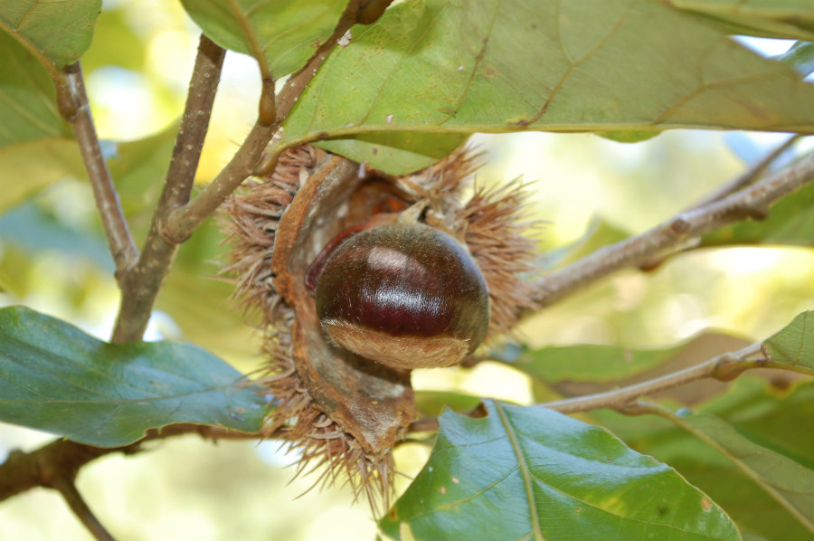 chestnuts in nature growing on tree