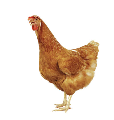 farm raised chicken