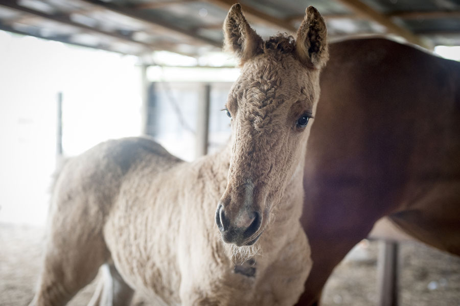 Curly horses are among rare breeds at Conner's A-Maize-Ing Acres