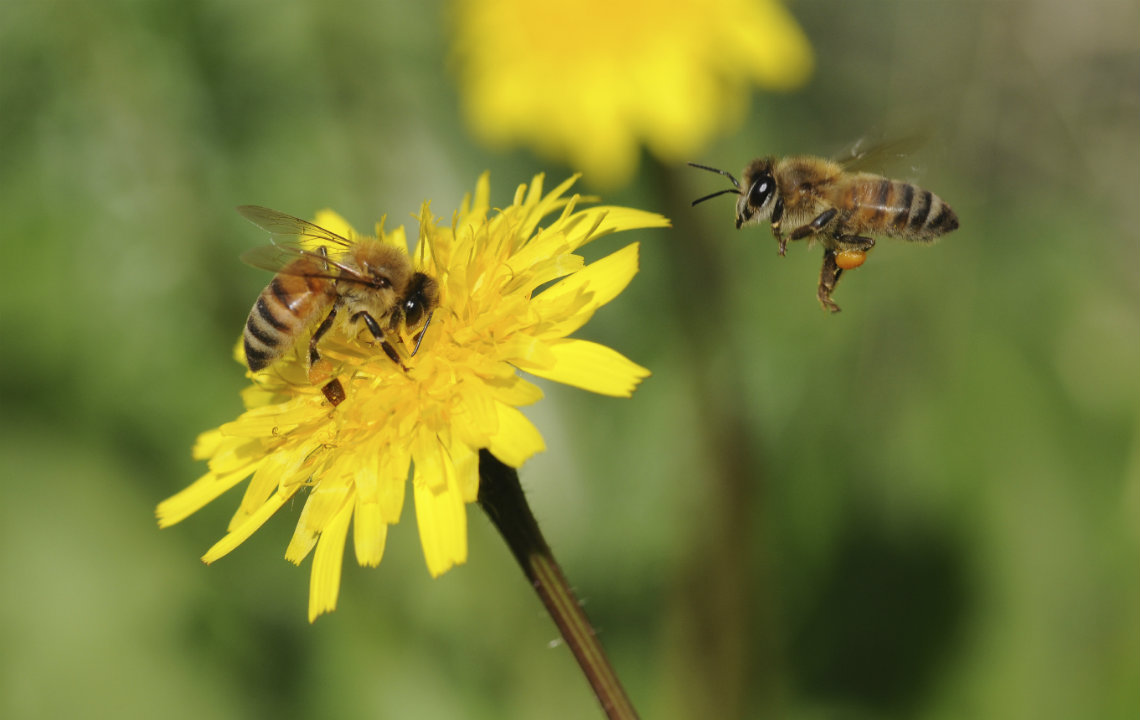 The scandalous world of bees
