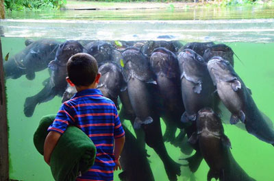 Meeting the fish at Texas Freshwater Fisheries Center in Athens, Texas.