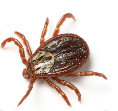preventing tick bites on country land