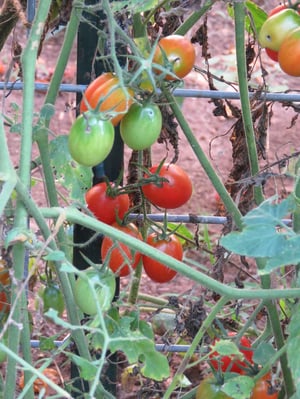 tomatoes on trellis
