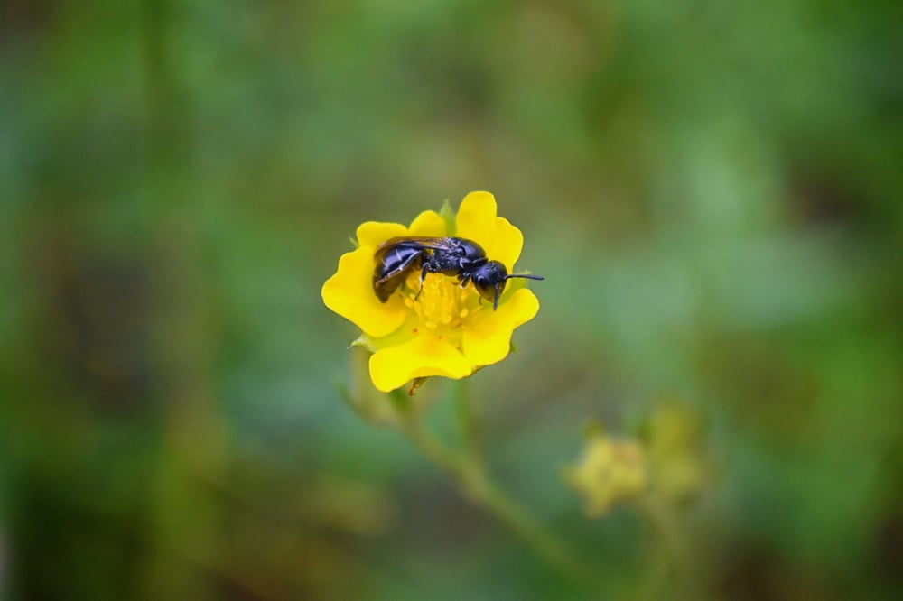 how to attract mason bees