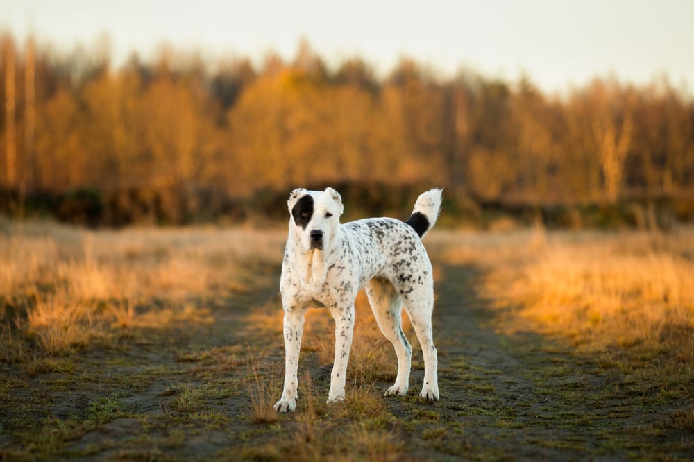how to choose the best guard dog for a farm