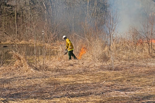 The Benefits of Prescribed Burns for Private Forested Land