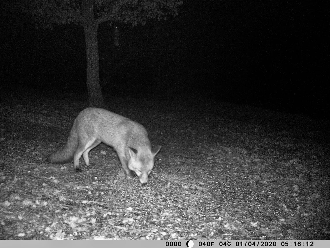 Backyard Sleuthing Tips On Choosing A Wildlife Camera For Your Rural Land