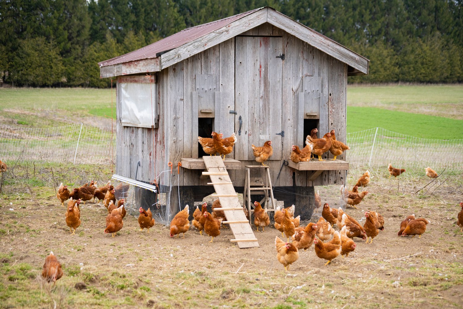 how-to-predator-proof-your-chicken-coop