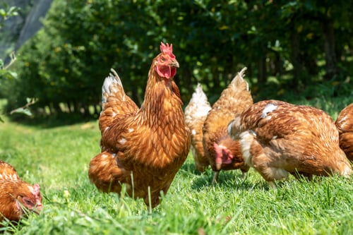 How Avian Influenza Can Affect Your Chickens (and what to do about it)