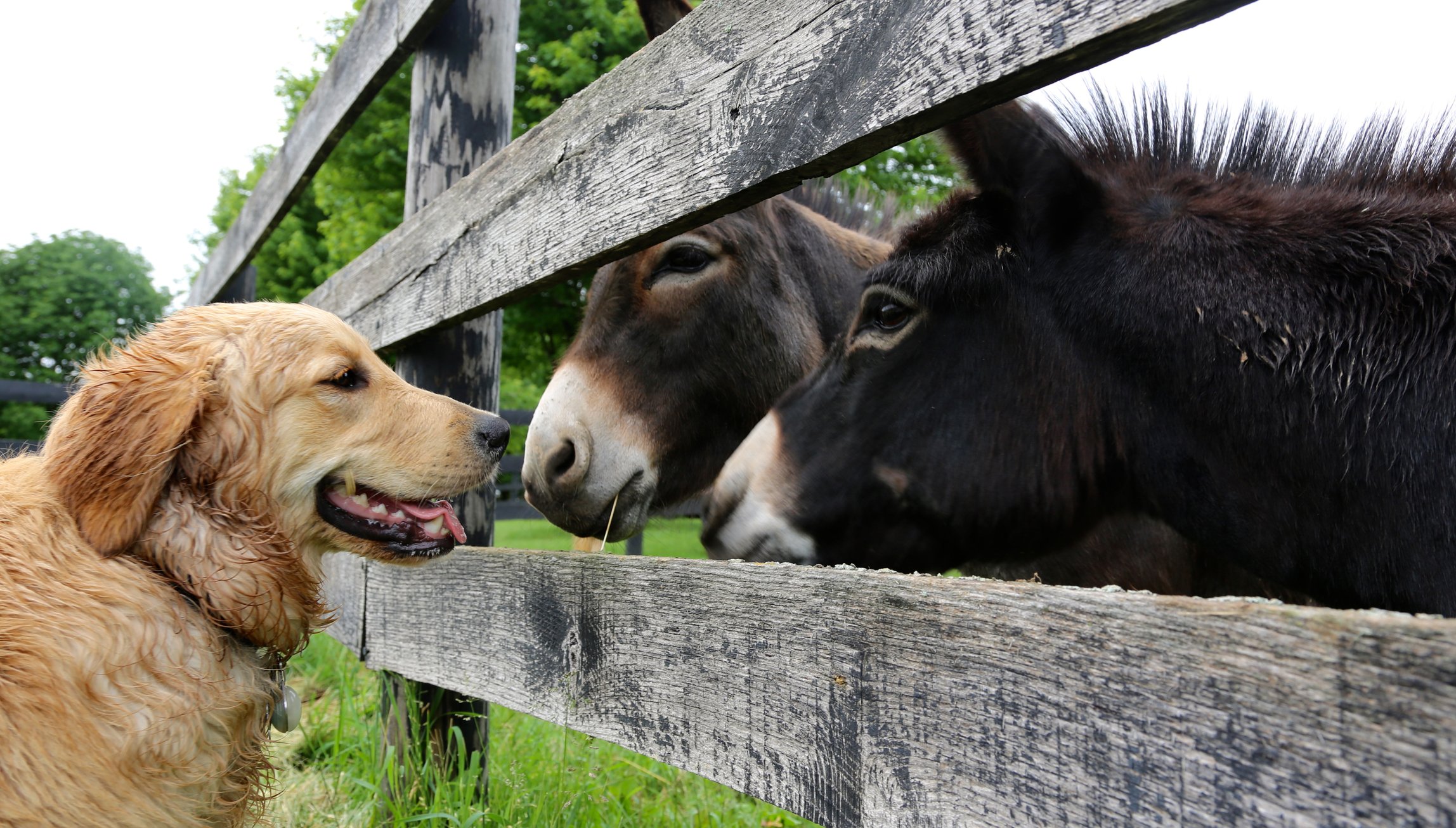 Farm Dogs: Introducing your pup to life on the farm