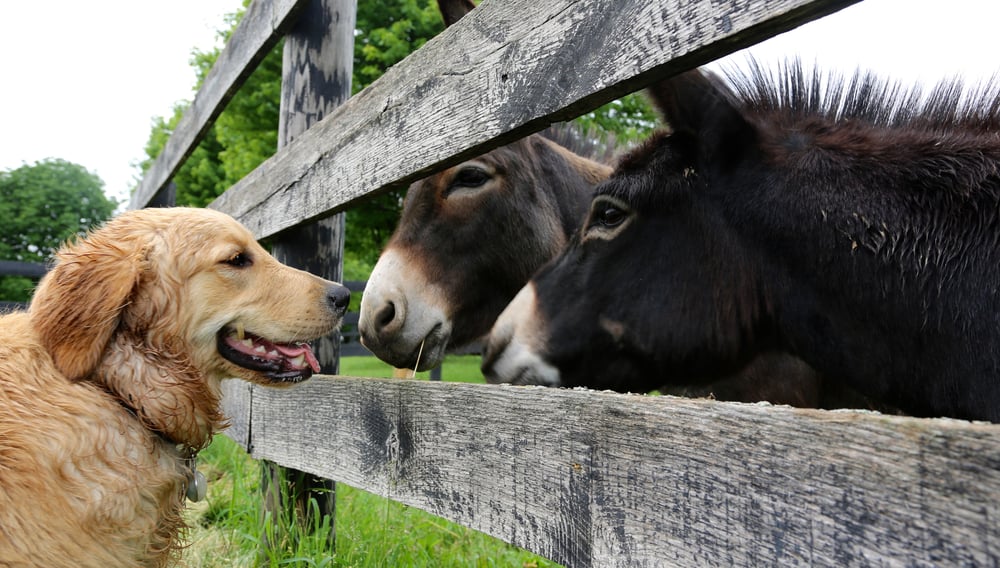 introducing farm dogs to livestock