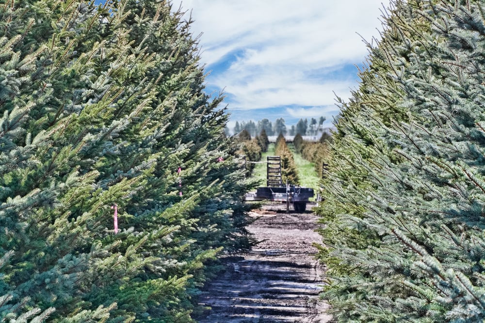 christmas tree farms virginia