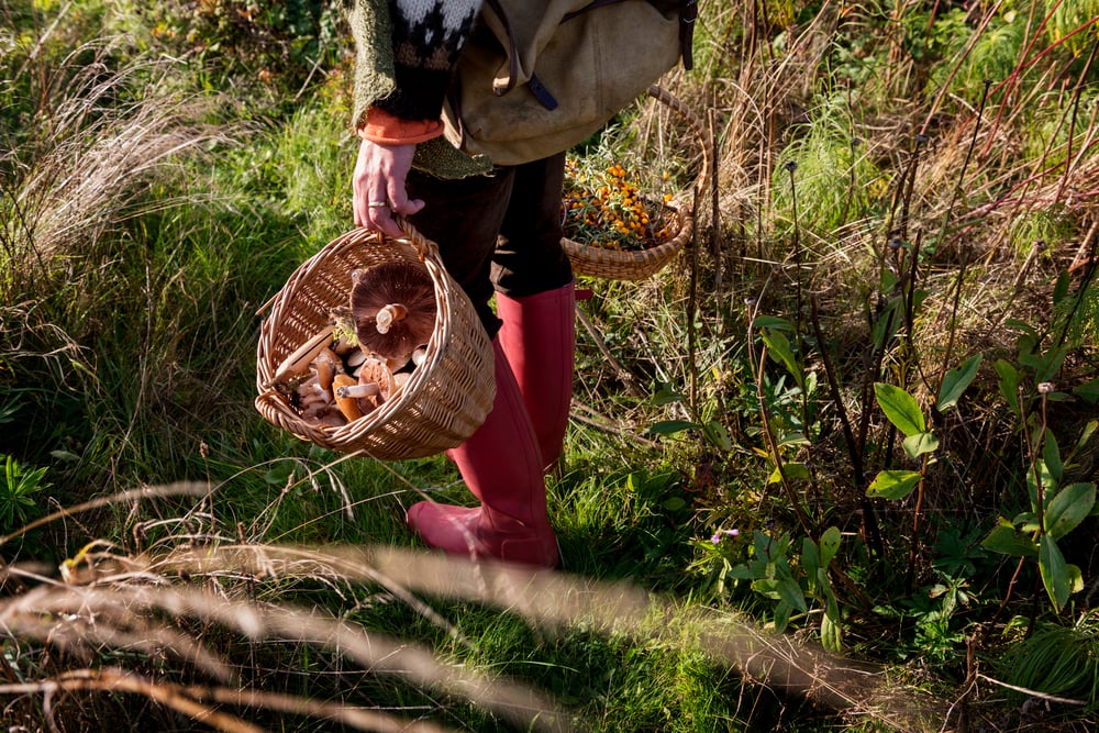 foraging for beginners
