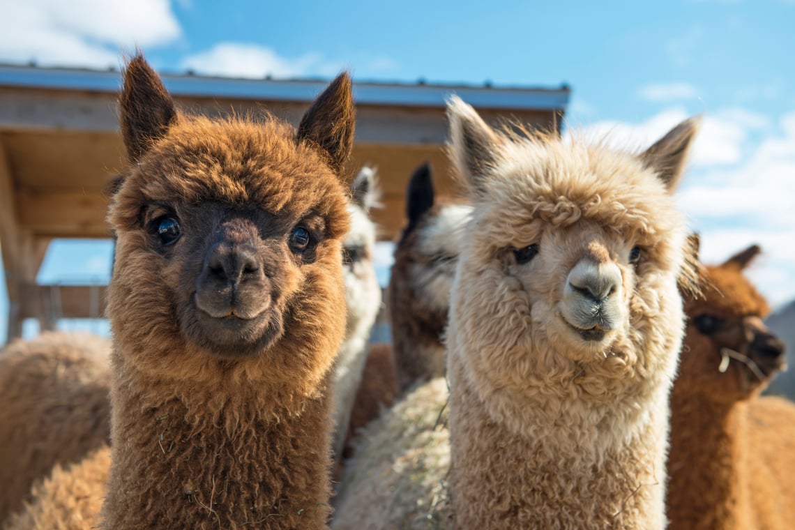 The Basics of Raising Alpacas: An Interview with Pat Waters