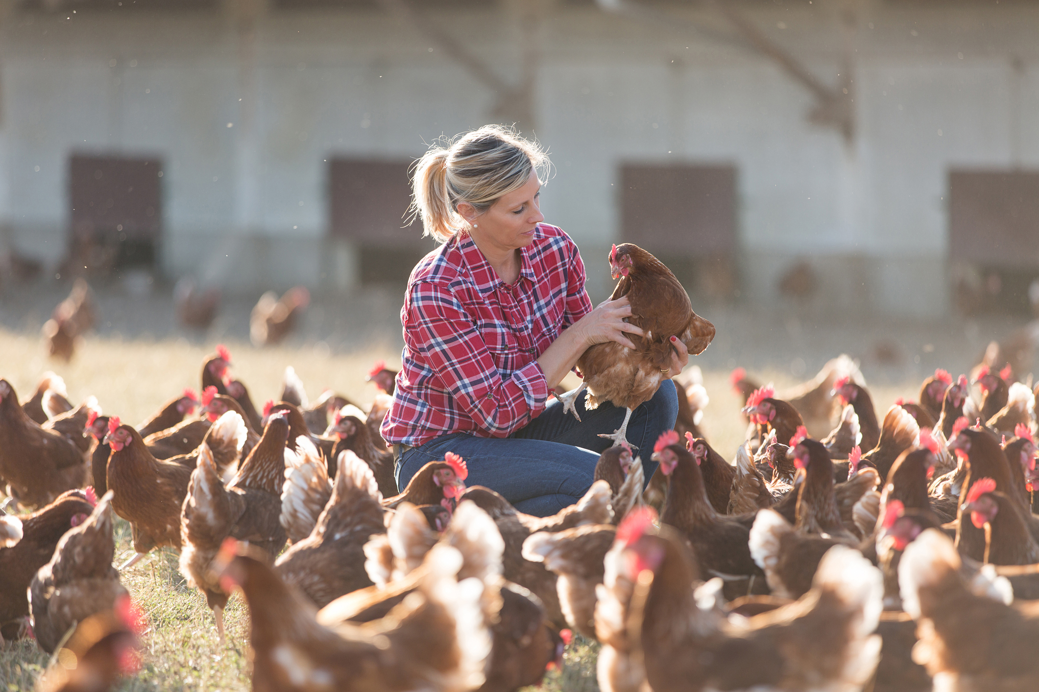 How Avian Influenza Can Affect Your Chickens (and What To Do About It)