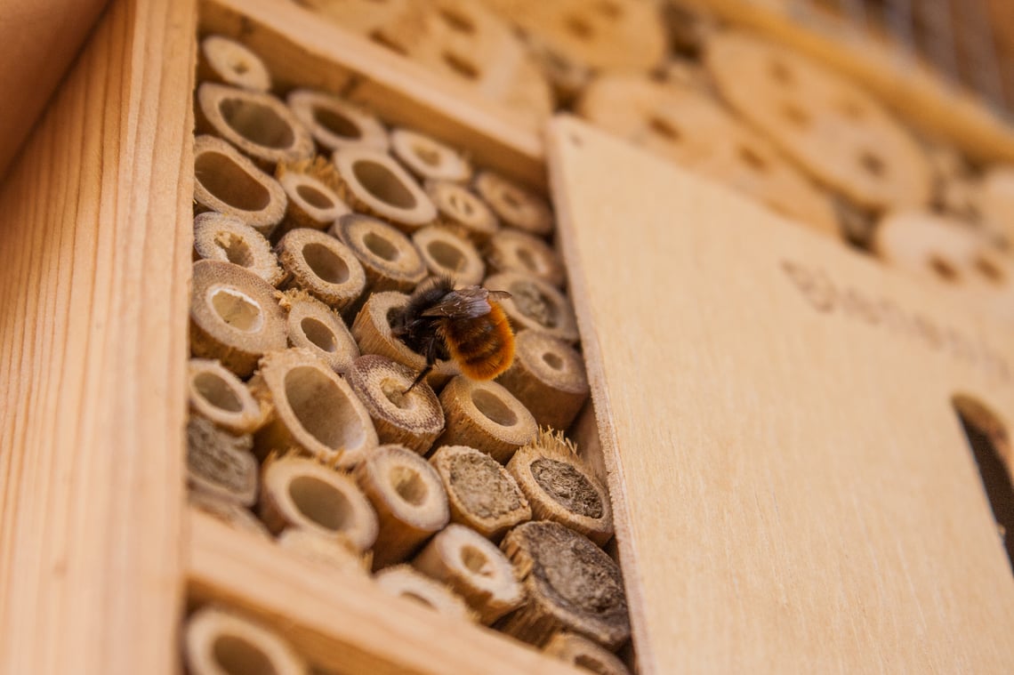 Meet the Mason Bee: A Solution to Declining Honeybee Populations