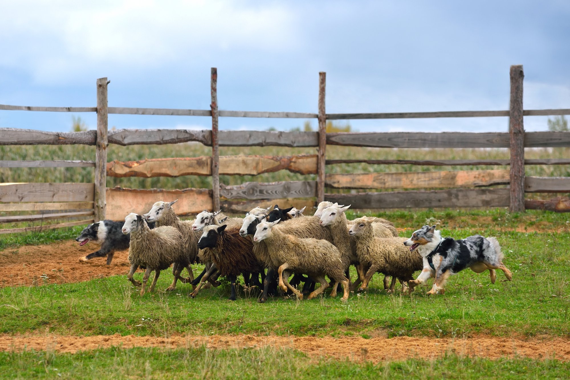 How to Choose the Best Livestock Guard Dog Breed for your Farm