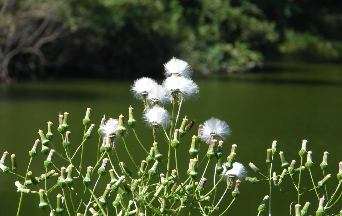 Habitat Restoration (or Preservation of Species)