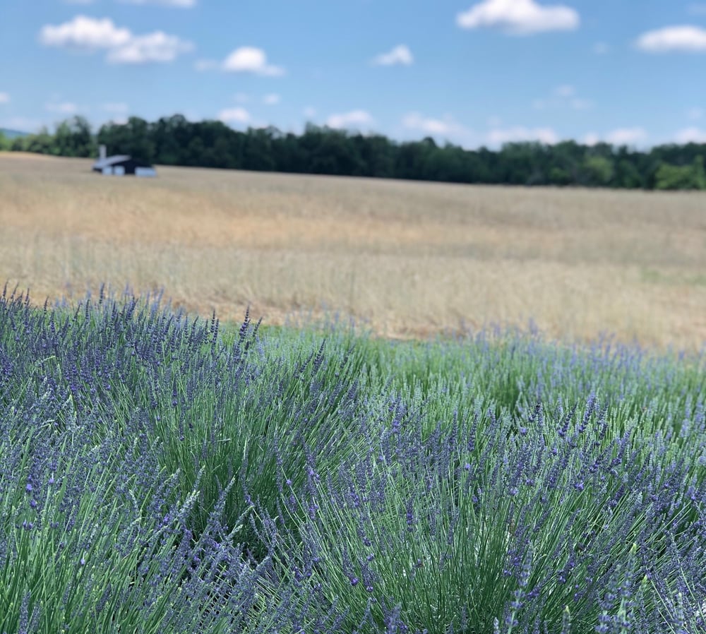 How to start a lavender farm