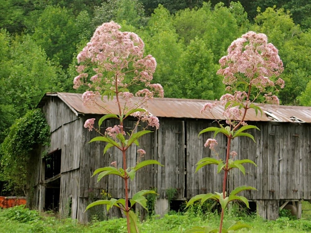 Milkweed by barn