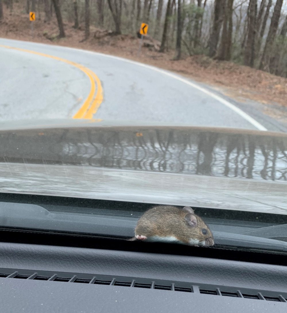Mouse on hood