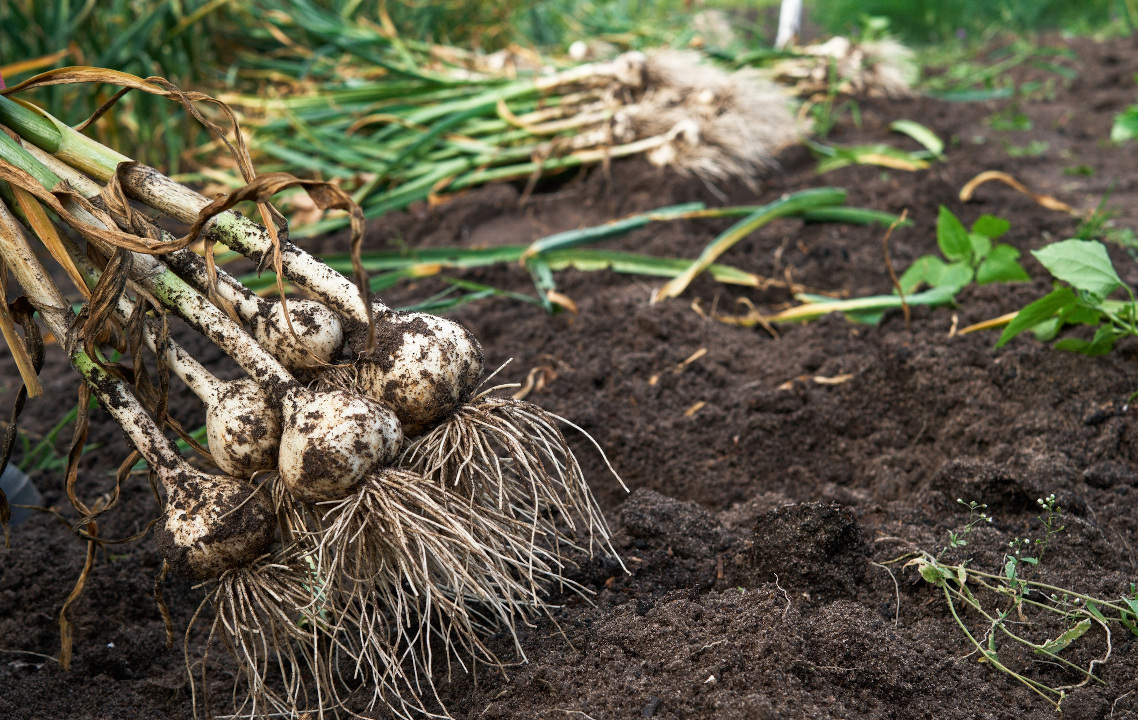 Simple Guide to Growing Garlic