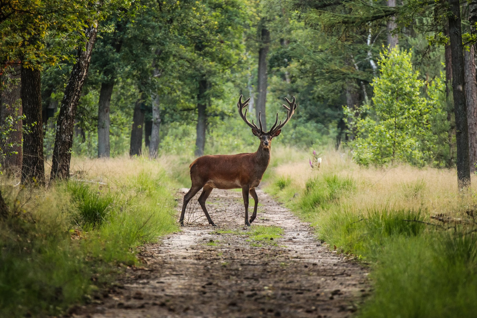 Deer lands