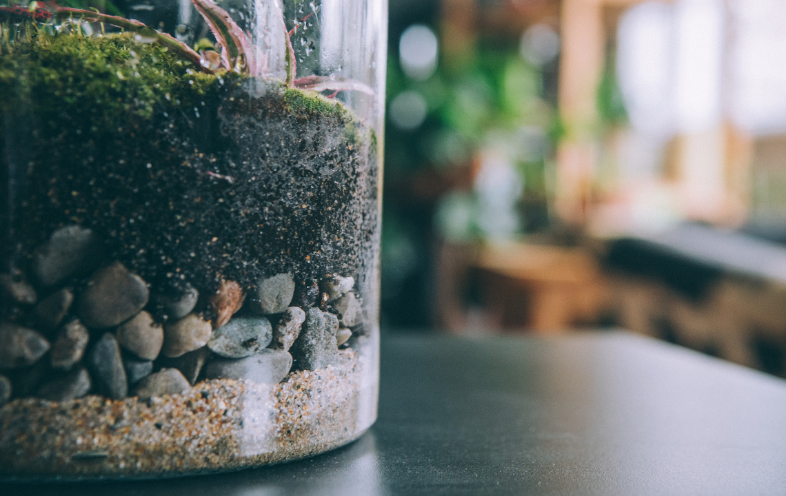 Summertime Science: Building a Terrarium