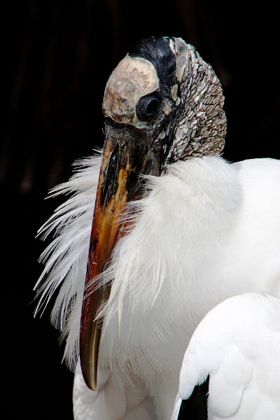 Wood stork2