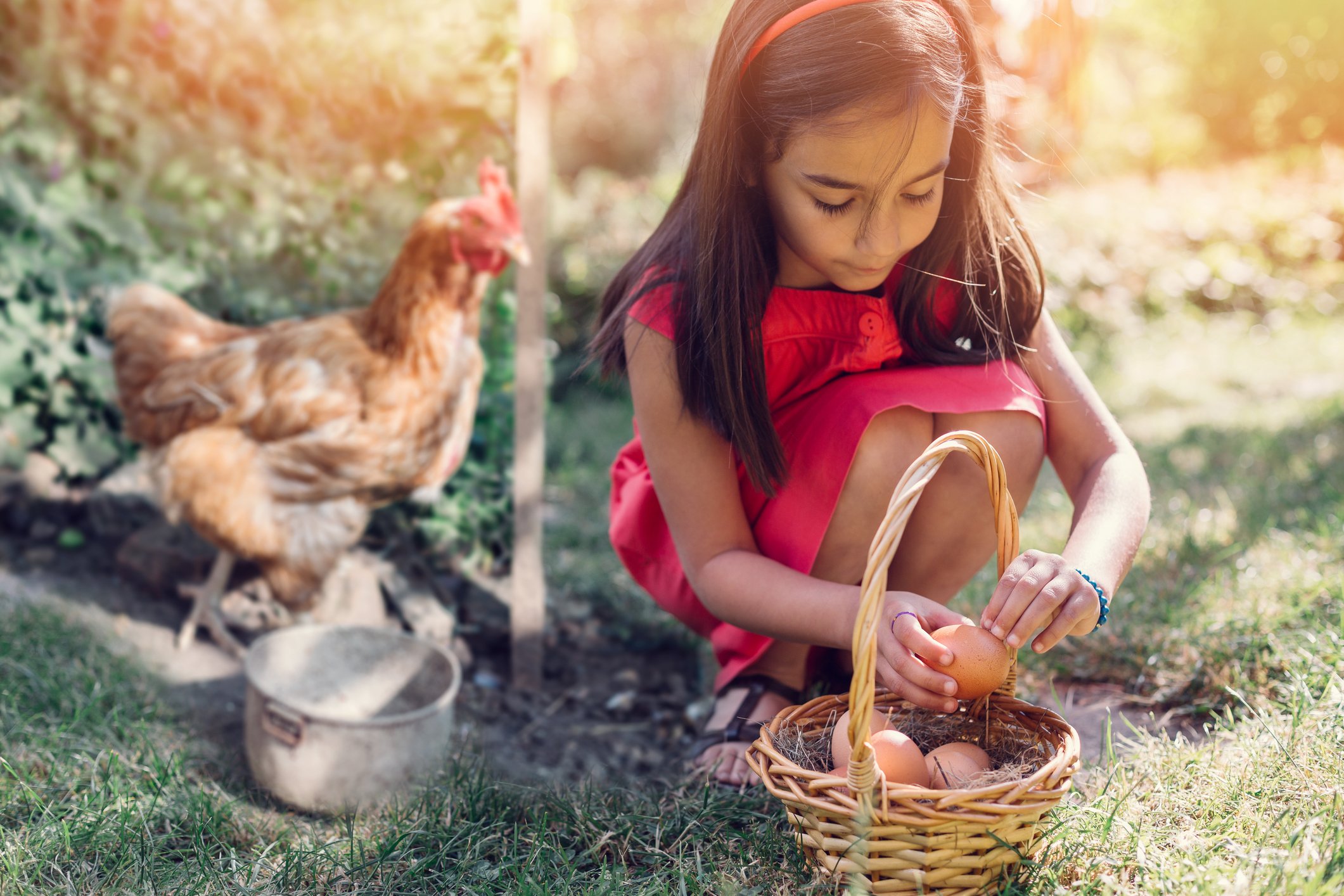 Child making farm. Девушка в курятнике фотосессия. Девушка собирает яйцо. Фотосессия девушки в большом курятнике. Дети собирают яйца.