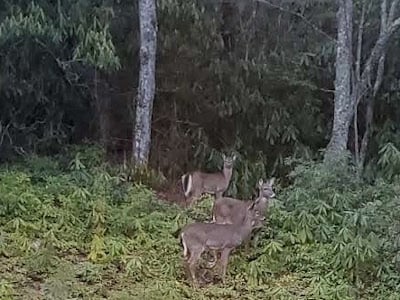 deer in the backyard_Blog