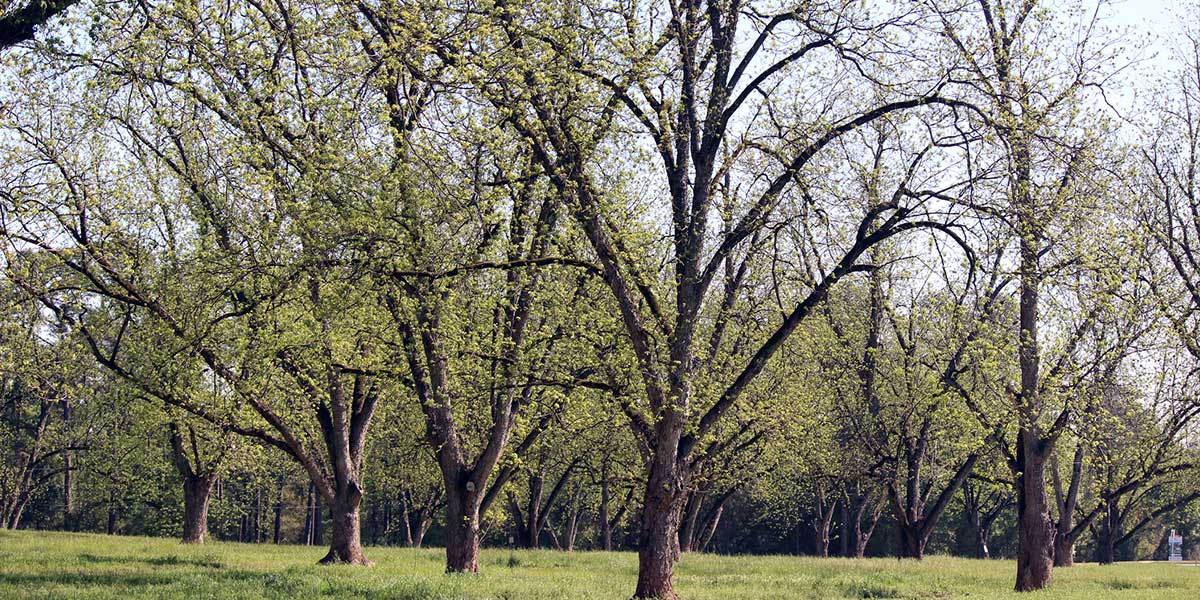 Field of trees on a Georgia Property 