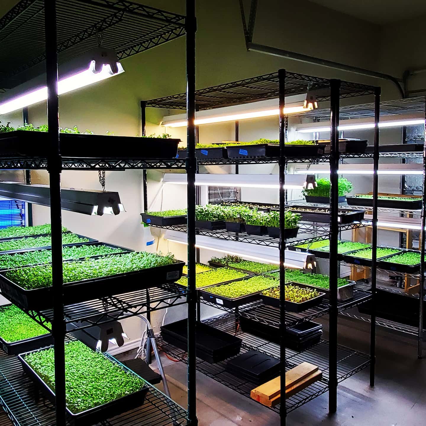 Eat Your Greens! Organic Farm: Redefining Small-Scale Suburban Farming