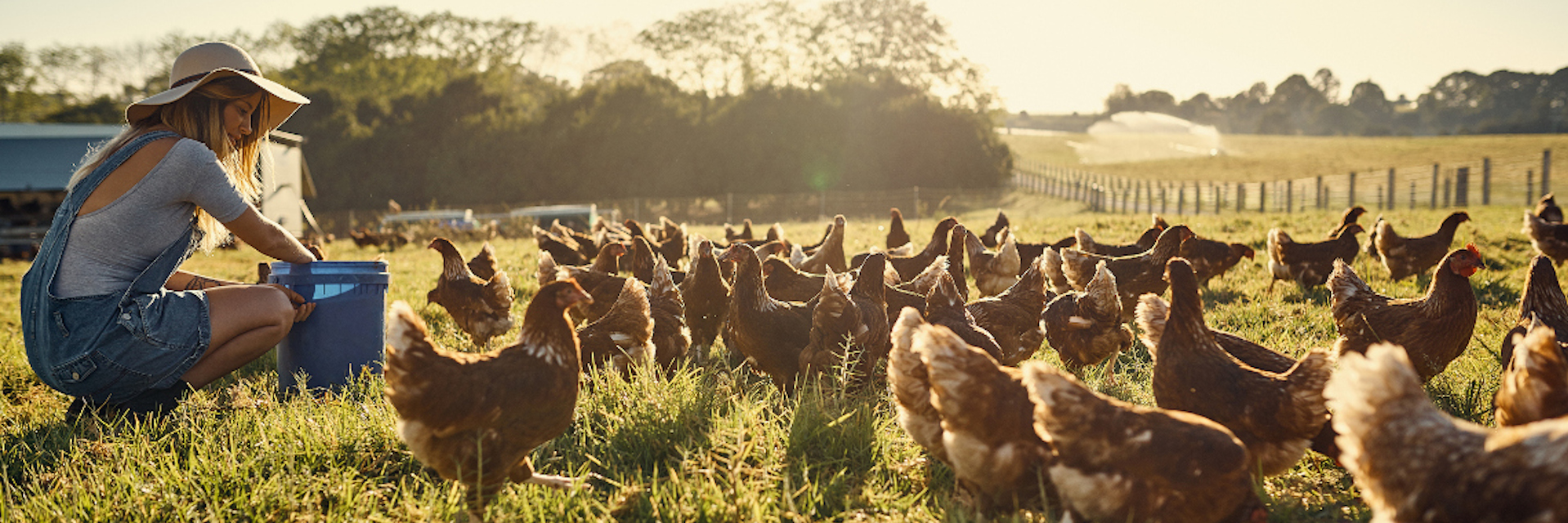 How Avian Influenza Can Affect Your Chickens