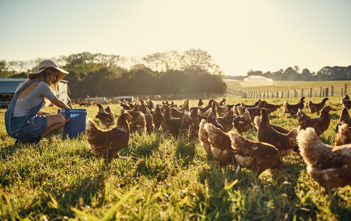 How Avian Influenza Can Affect Your Chickens (and what to do about it)
