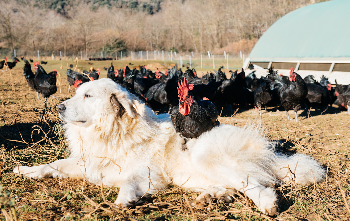 How to Choose the Best Livestock Guard Dog Breed for your Farm