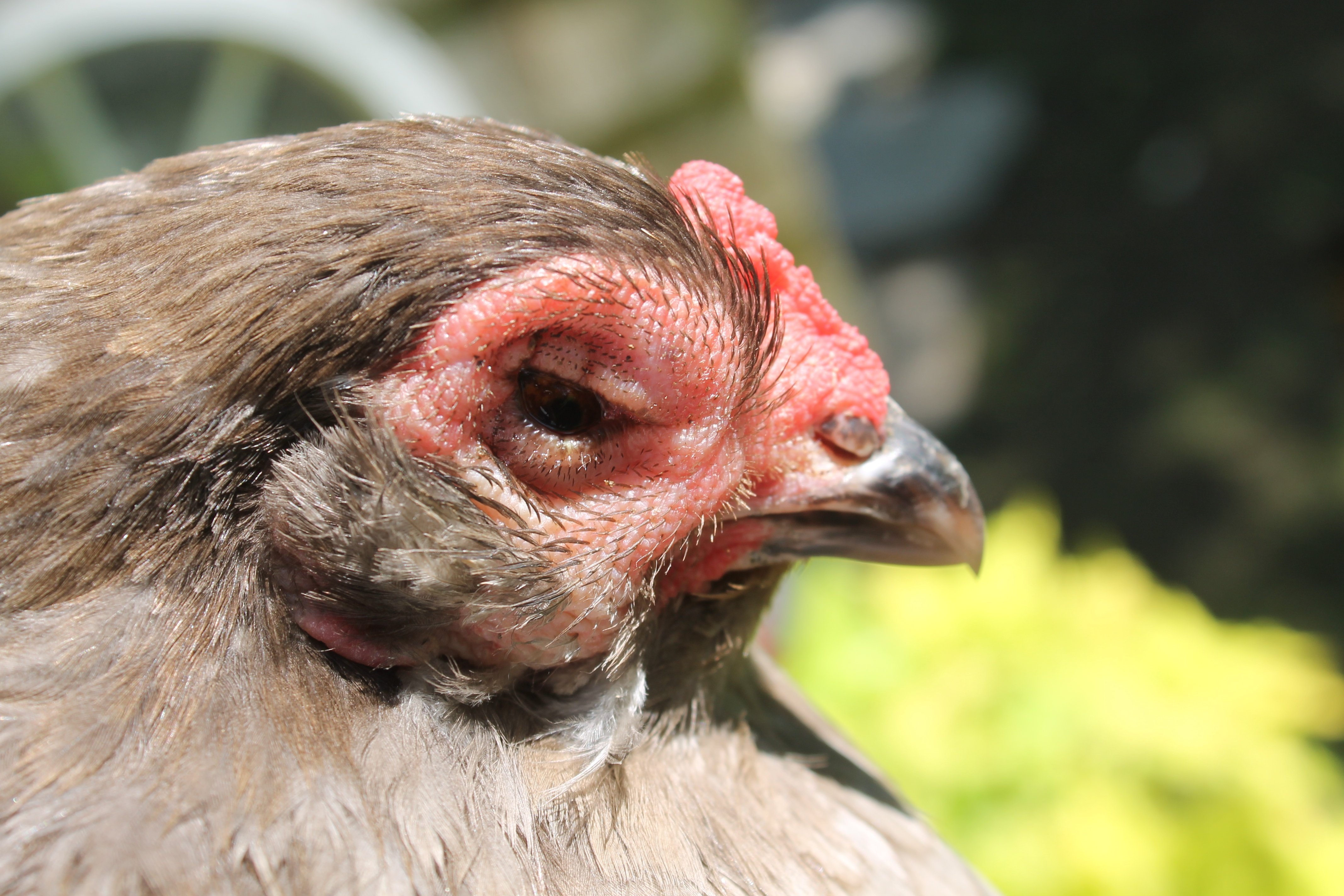 How to Build Your Chicken First Aid Kit and Sick Bay  Rethink:Rural