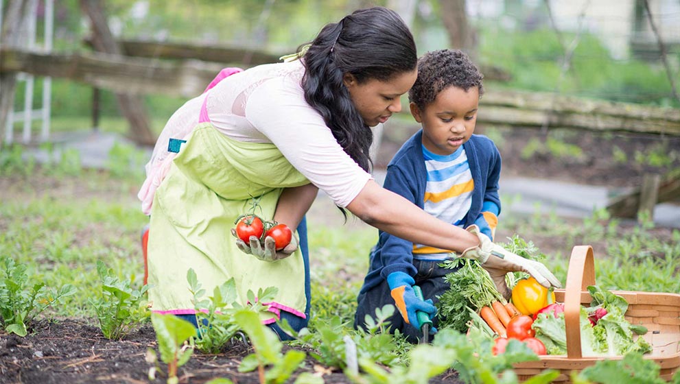 Maximizing the Yield of a Small Garden