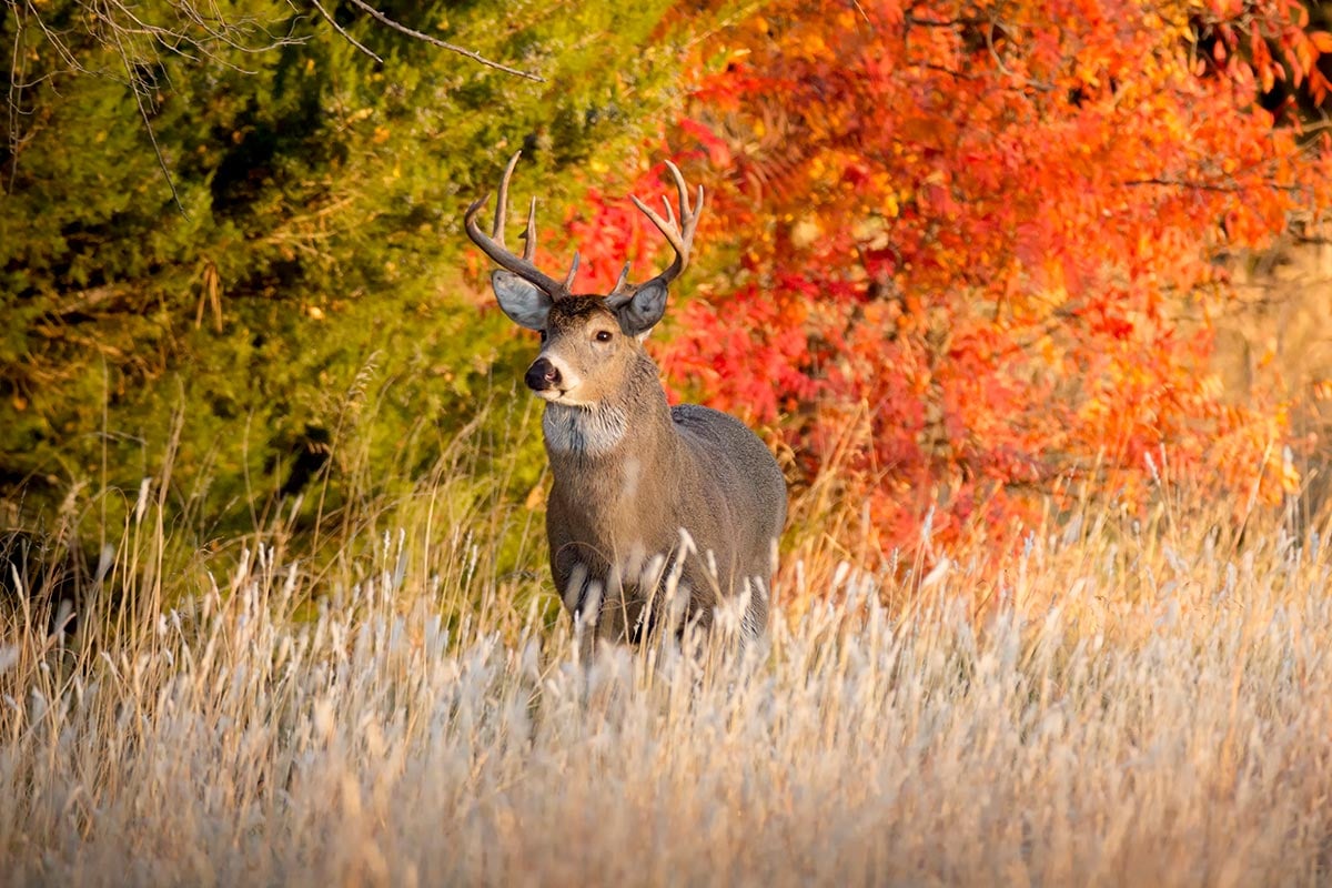 Unexpected Benefits of Hunting