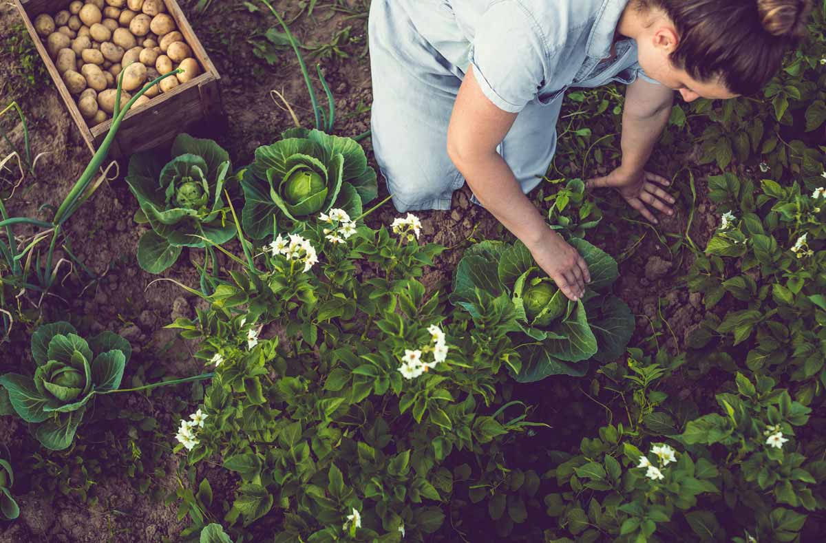 How a Soil Scientist Creates a LowMaintenance Garden in the South