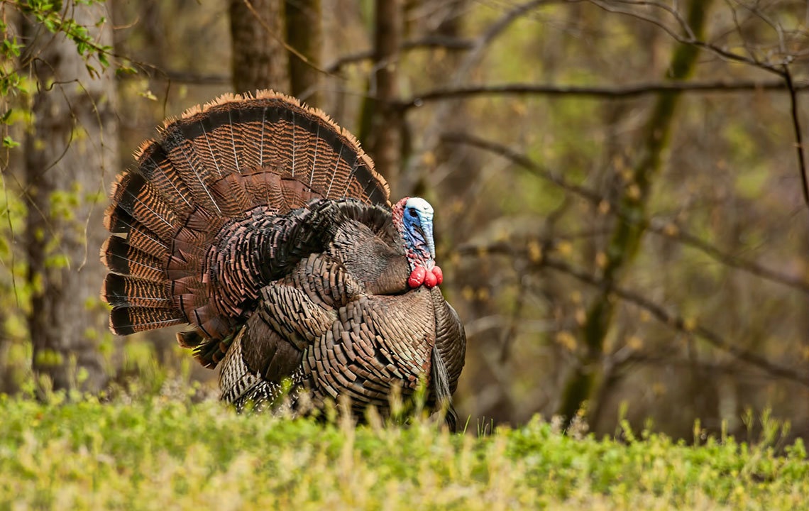 Infographic: The Health Benefits of Eating Wild Turkey