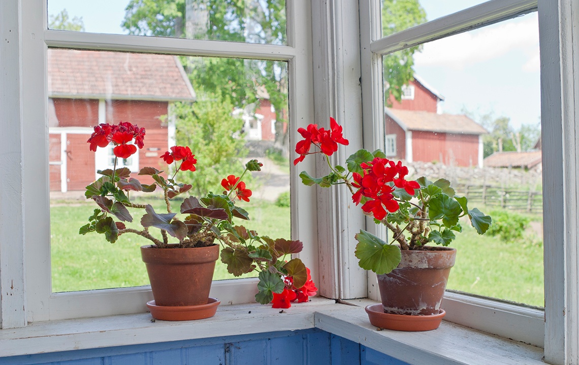Which Plants Should You Bring Indoors For The Winter?