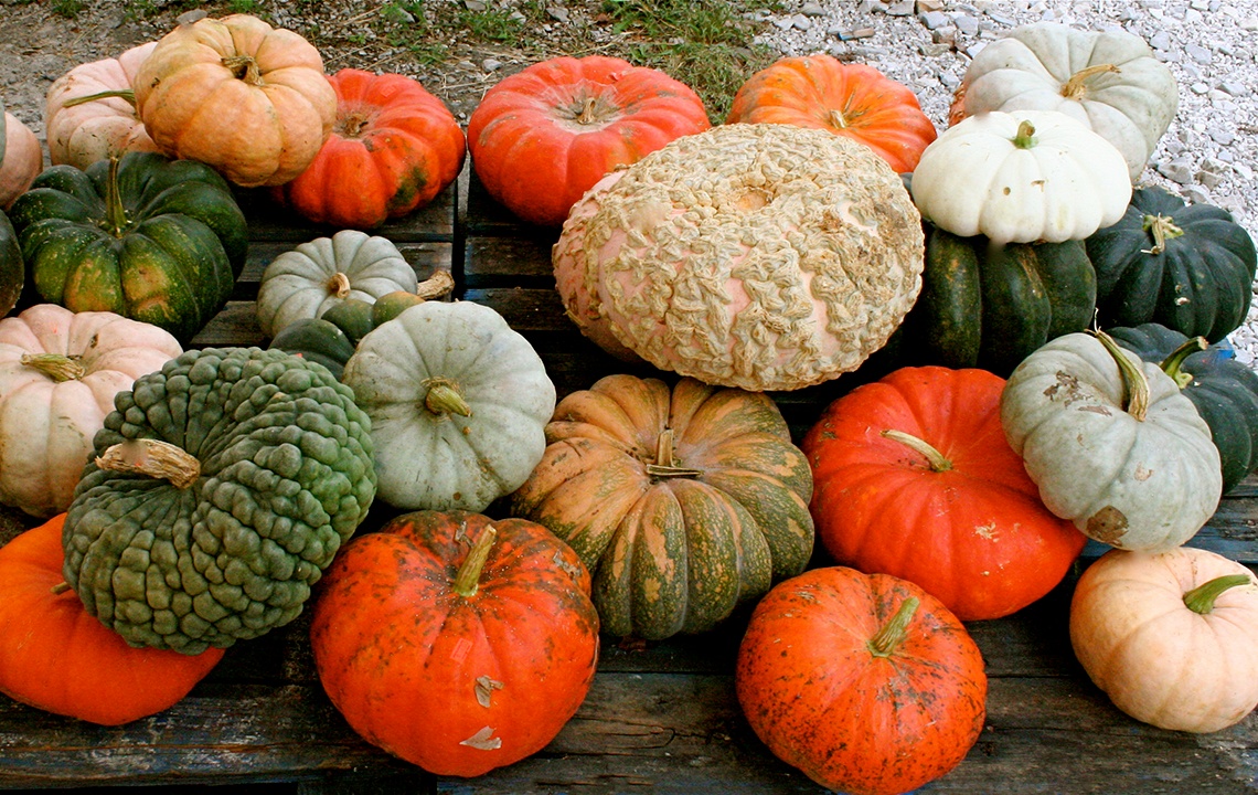 Picking the Perfect Pumpkins: A Guide to Heirloom Pumpkin Varieties